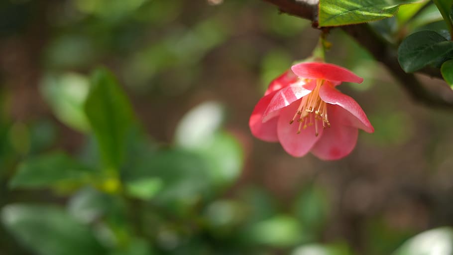 spring, flower, open, flowering plant, beauty in nature, freshness HD wallpaper