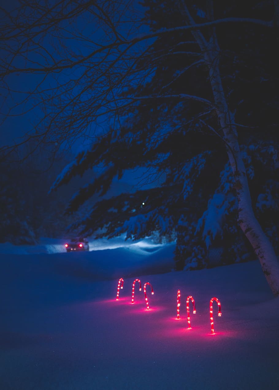lights, snow, winter, road, path, trees, plant, outdoor, nature HD wallpaper
