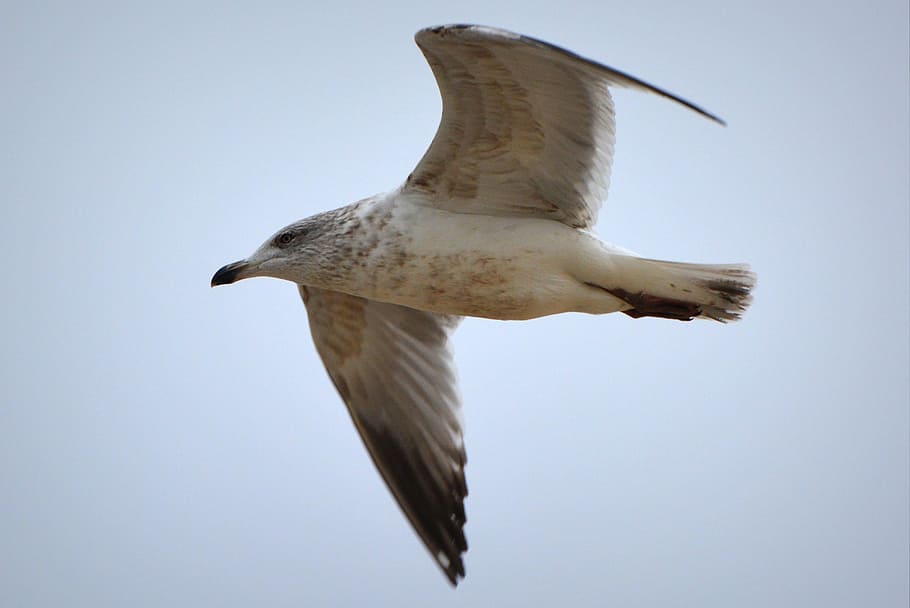 seagull, bird, fly, wings, animal, animals in the wild, animal themes HD wallpaper