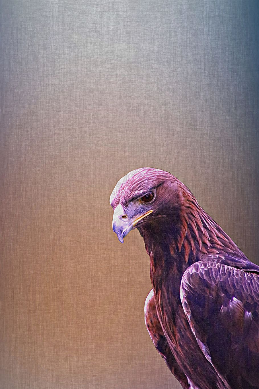 Golden Eagle, Bird, Nature, wildlife, animal, predator, prey, HD wallpaper