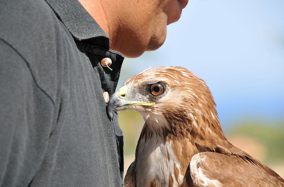 raptor, buzzard, look, bird, feathers, wild, wild birds, œil HD wallpaper