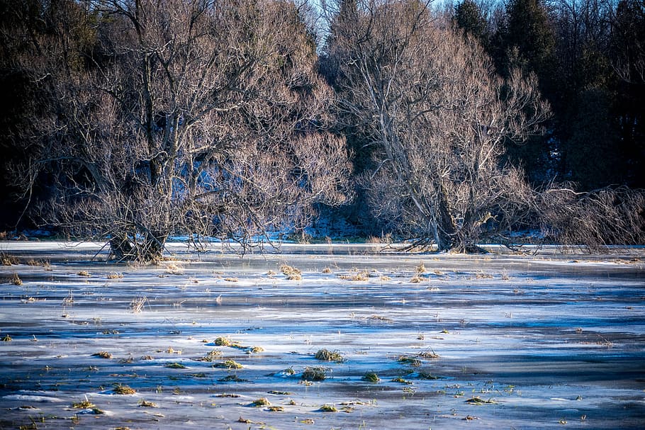 ice, pond, winter, nature, frozen, cold, water, outdoors, frost HD wallpaper