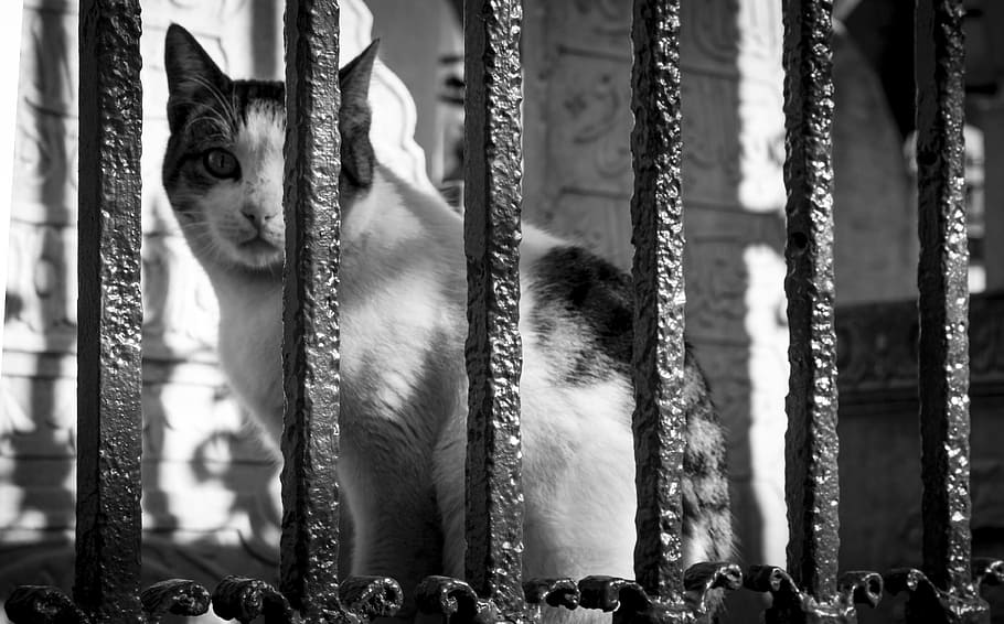 Cat, Animal, Cute, Sweet, Pet, animal portrait, overview, turkey HD wallpaper