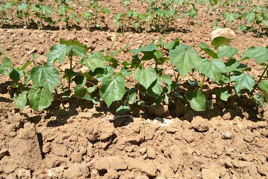 development, vegetative, cotton, leaf, plant part, green color HD wallpaper