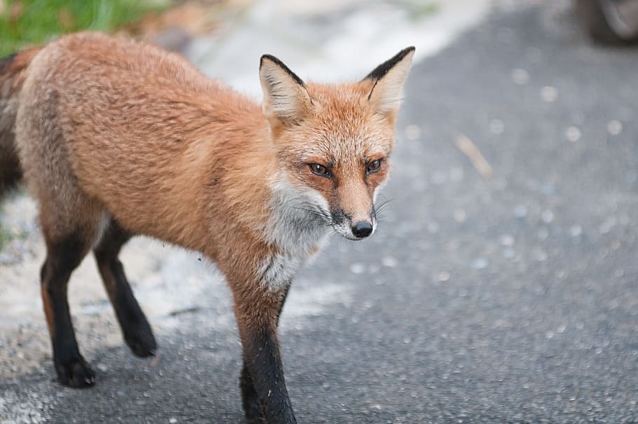Fox, Wildlife, Predator, Outdoor, animal, nature, fur, carnivore HD wallpaper