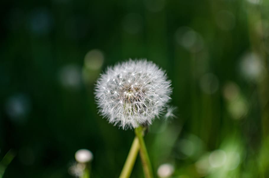 macro, nature, flower, freshness, flowering plant, vulnerability HD wallpaper