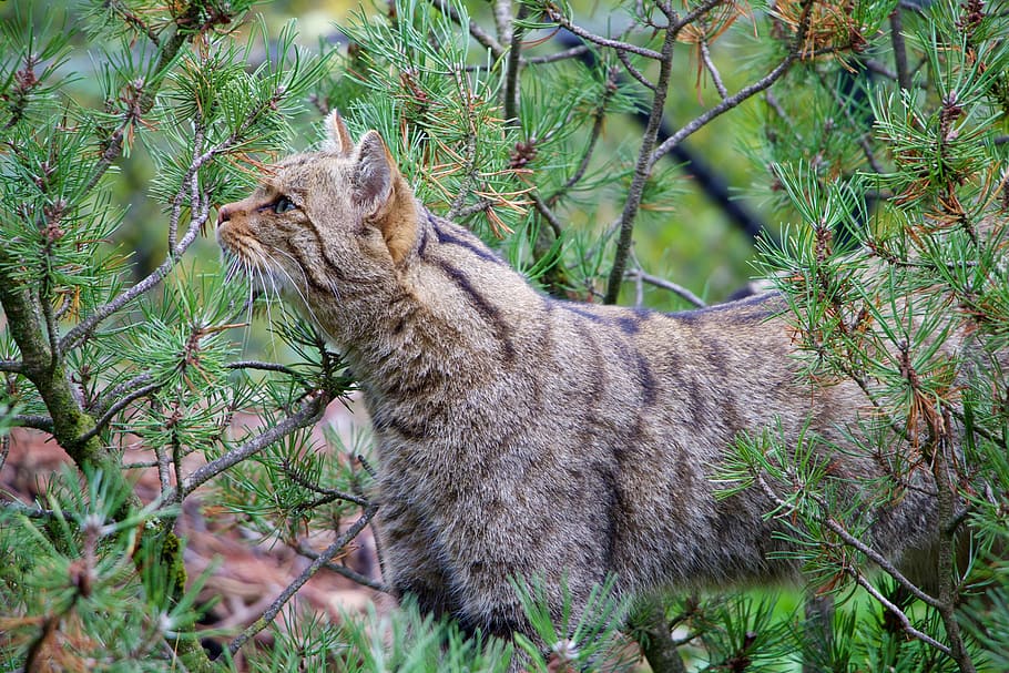 nature, animals, wildcat, mammal, animal themes, one animal HD wallpaper