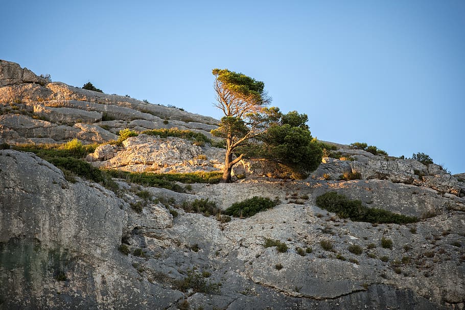 Sunset, Provence, Pine, Tree, one animal, animal wildlife, animal themes HD wallpaper