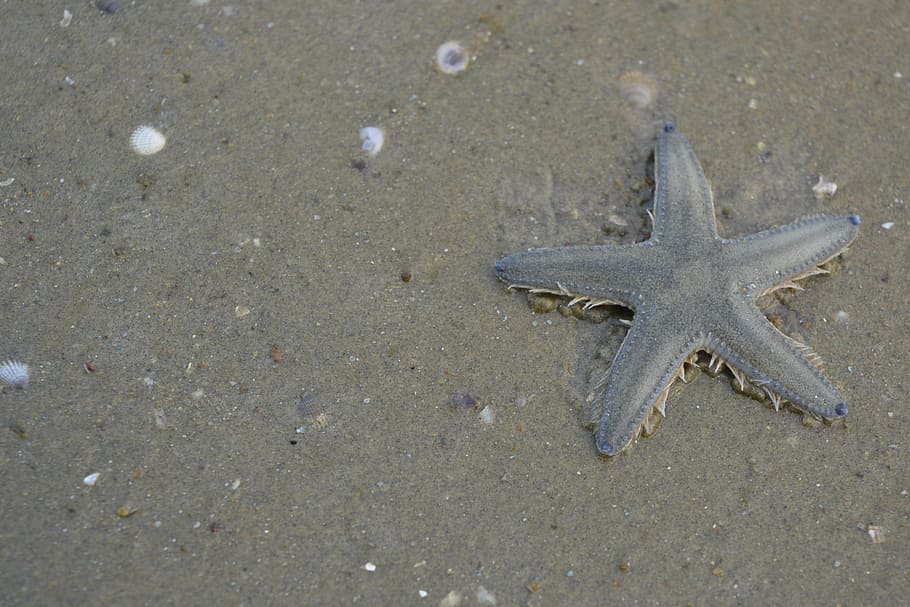 starfish, beach, nature, seashells, sand, animal wildlife, land HD wallpaper