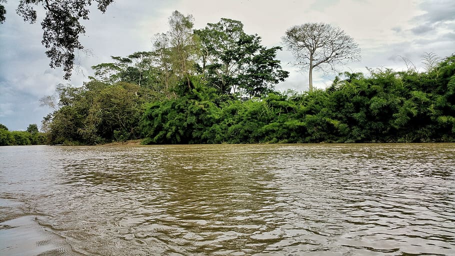 river, water, tree's, reflection, current, belize, braun, plant HD wallpaper
