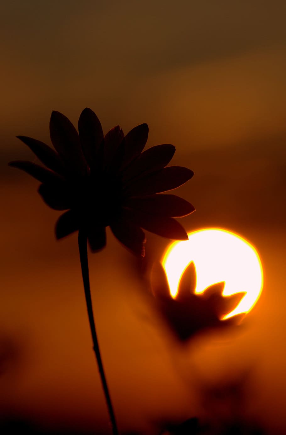 sunset, flower, shadow, close-up, orange color, flame, fire HD wallpaper