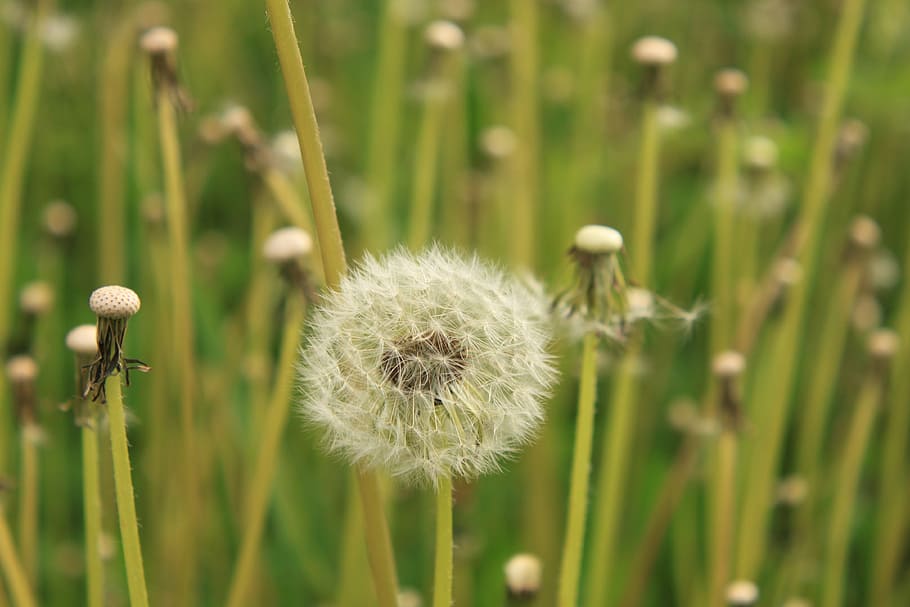 dandelion, empty, fluffy, green, stalks, stems, nature, spring HD wallpaper