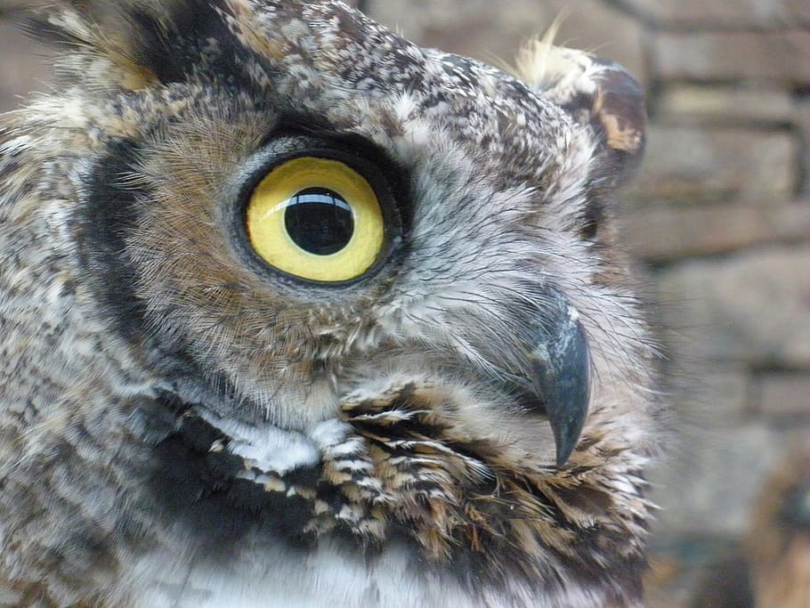 owl, raptor, bird, animal, animal themes, one animal, animal wildlife HD wallpaper