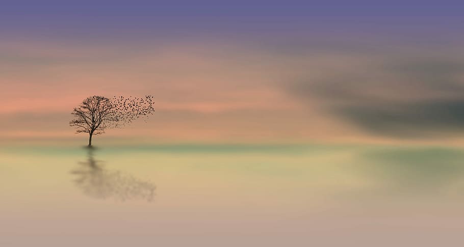 tree on body of water digital wallpaper, nature, dawn, landscape HD wallpaper