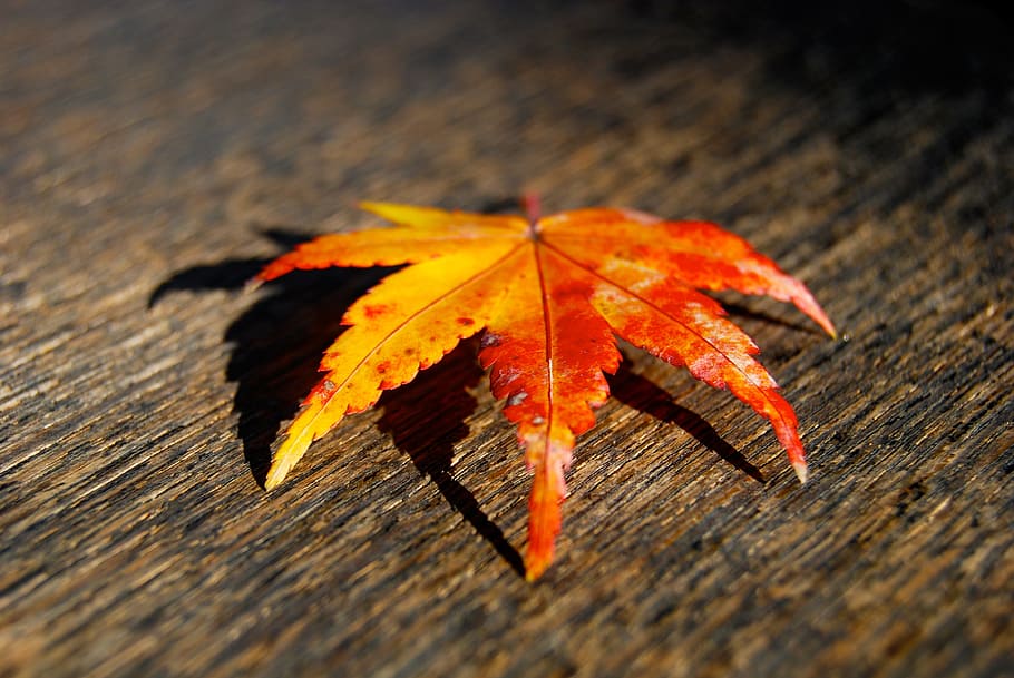 leaf, fall, autumn, fall leaves, season, orange, nature, yellow HD wallpaper