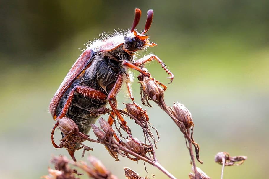 red and black beetle, may bug, animal insect, arthropod, flying insects HD wallpaper