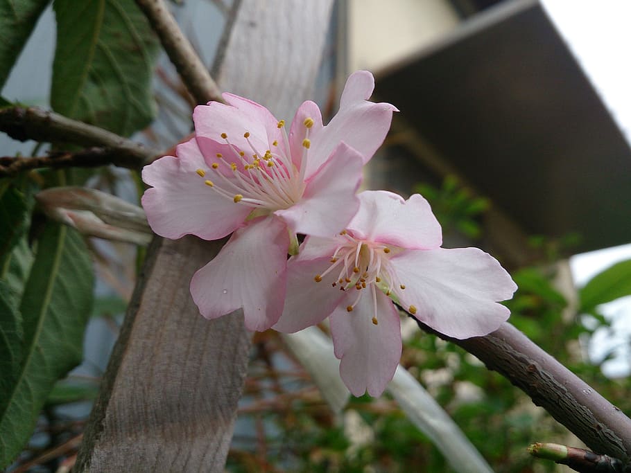 cherry blossoms, spring, wikiproject taiwan, plant, flower HD wallpaper
