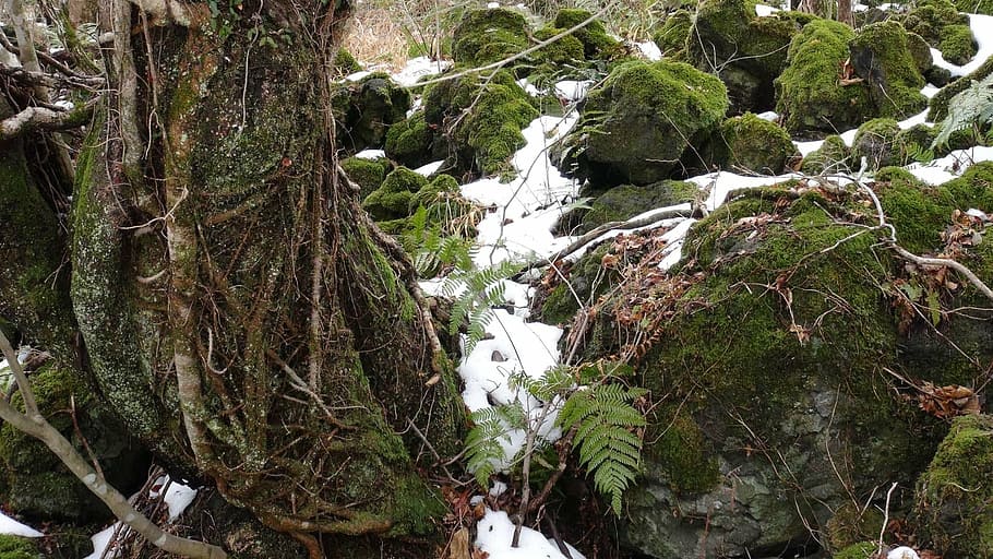 moss, winter, rock, nature, forest, outdoors, plant, tree, growth HD wallpaper