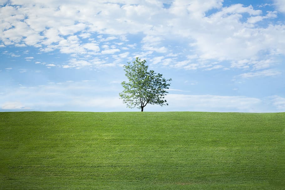 photo of single tree on grass, green leafed tree on ground under clear sky HD wallpaper