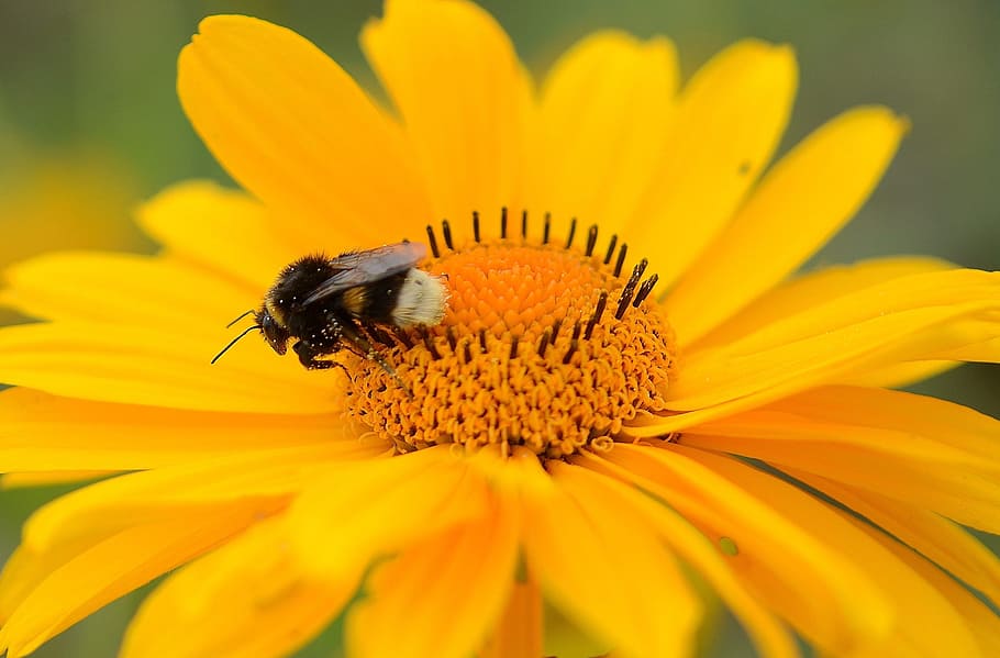 bee, pollen, nectar, yellow, flower, macro, close, plant, insect HD wallpaper