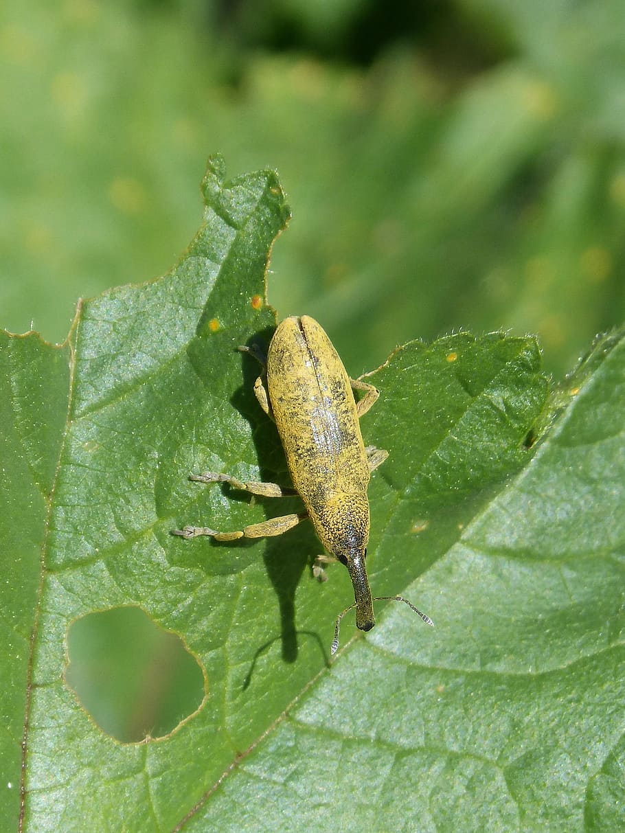 Weevil, Beetle, Lixus Angustatus, weevil beetle, leaf, mallow HD wallpaper