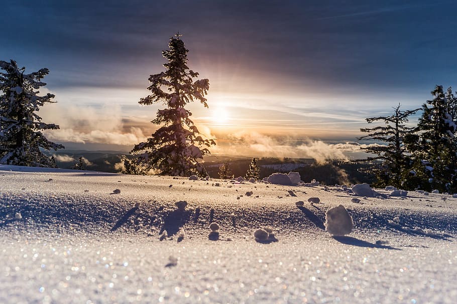 snowfield with trees, pine, terrain, sunrise, plant, winter HD wallpaper