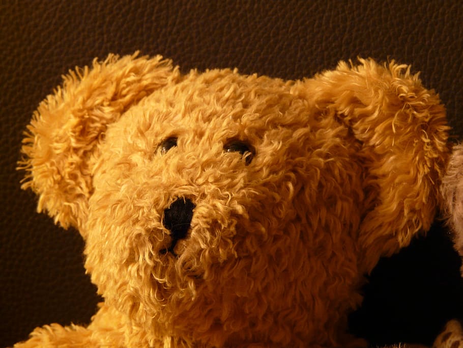 Teddy Bear, Soft, Fluffy, cuddly, purry, button eyes, brown HD wallpaper