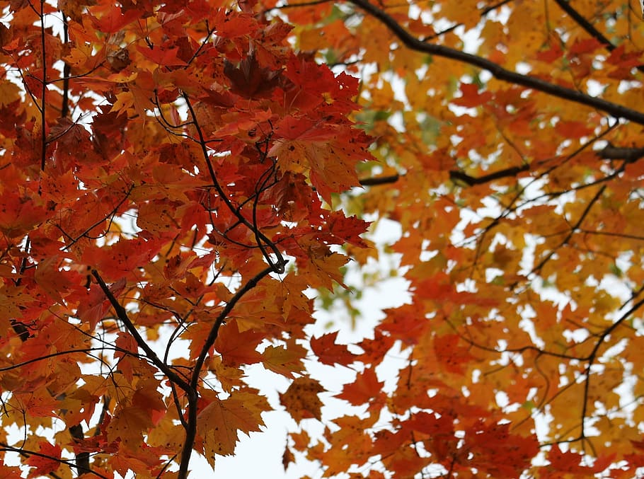 birch, birch tree, fall, autumn, leaf, color, trunk, white bark HD wallpaper
