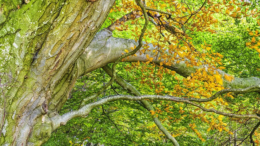 beech, beech wood, autumn, forest, trees, nature, branches HD wallpaper