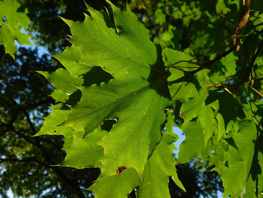 maple, maple leaves, leaf veins, leaf buds, green, knallgrün HD wallpaper