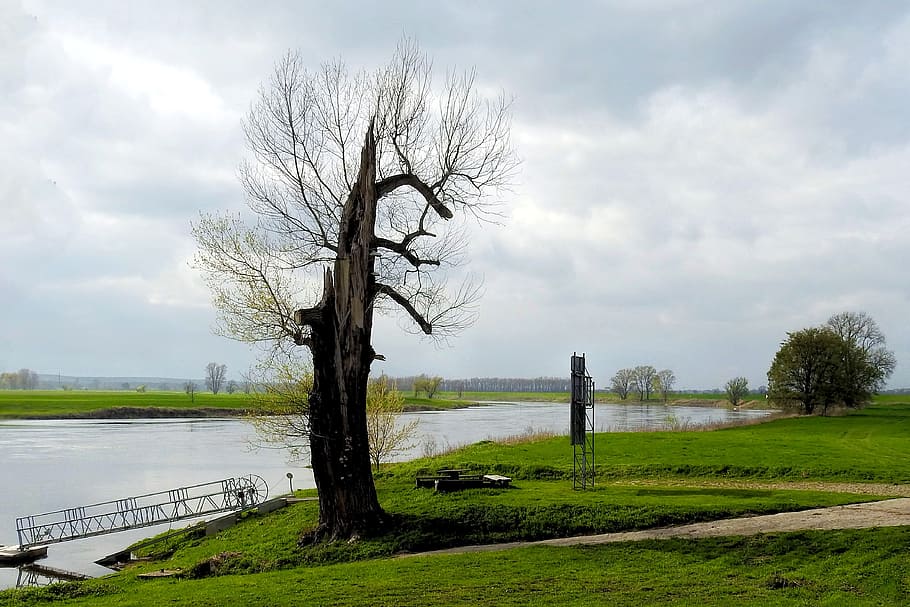 tree, landscape, nature, grass, waters, river, plant, sky, cloud - sky HD wallpaper
