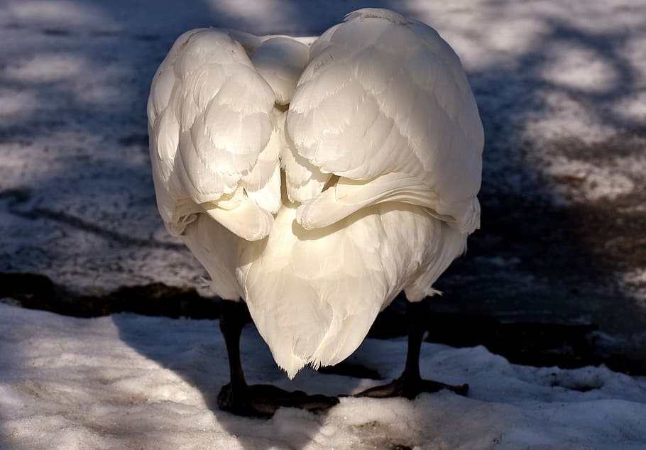 close-up photography of white duck, swan, feather, plumage HD wallpaper