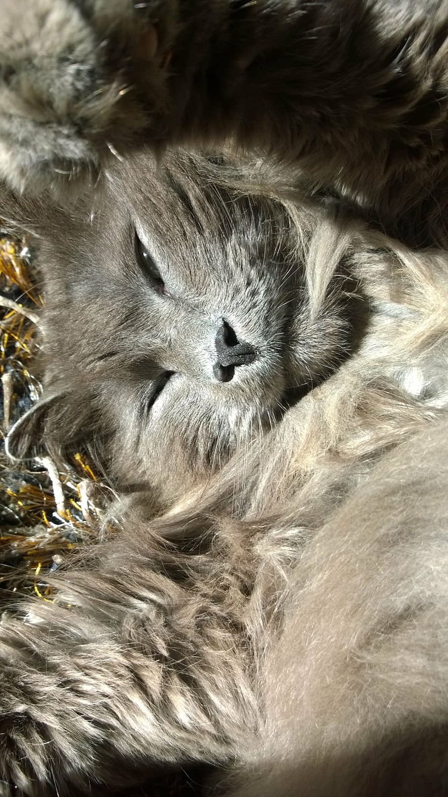 cat, rest, recovery, animal, animal themes, mammal, one animal HD wallpaper