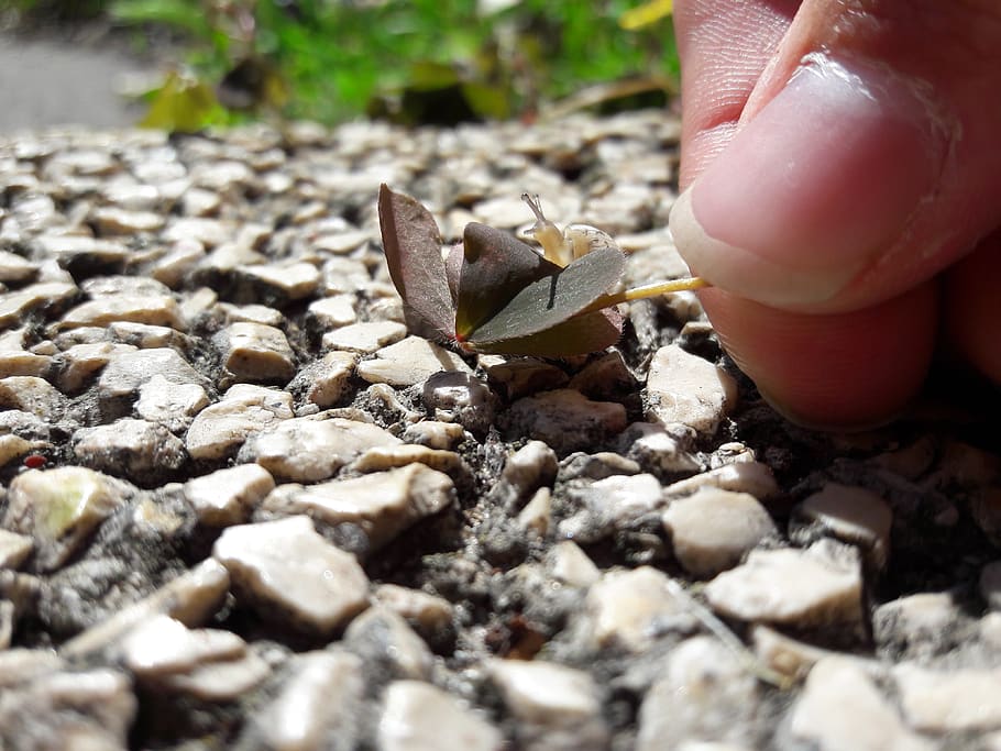 snail, sunshine, spring, human body part, nature, stone - object HD wallpaper
