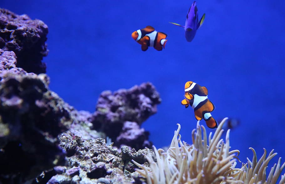 underwater photography of clown fish and blue thang, Finding Nemo, HD wallpaper