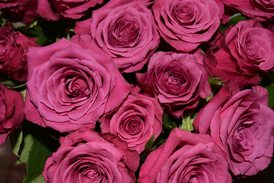 dusky pink, roses, blossom, bloom, bouquet, rose bloom, flower, HD wallpaper