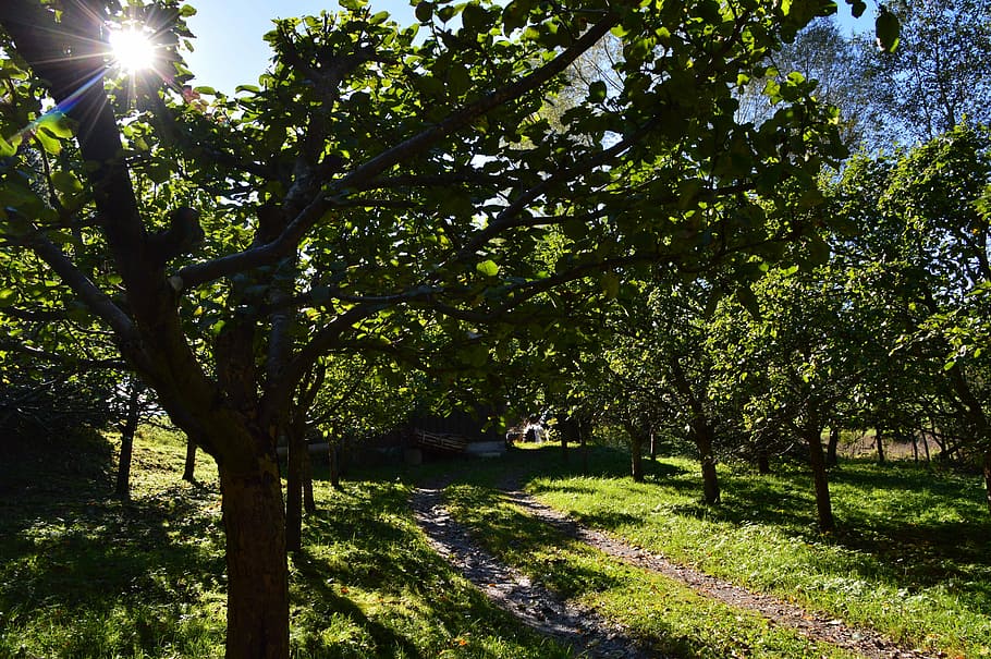 Orchard, Fruit, Apple Tree, Garden, Sun, nature, fruit tree HD wallpaper
