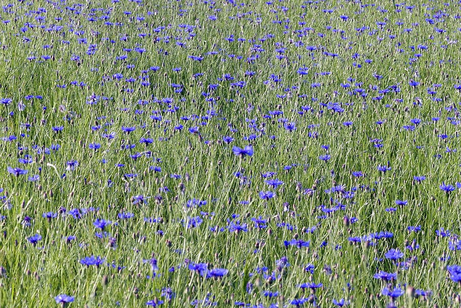 cornflowers, the beasts of the field, meadow, blue, nature, HD wallpaper