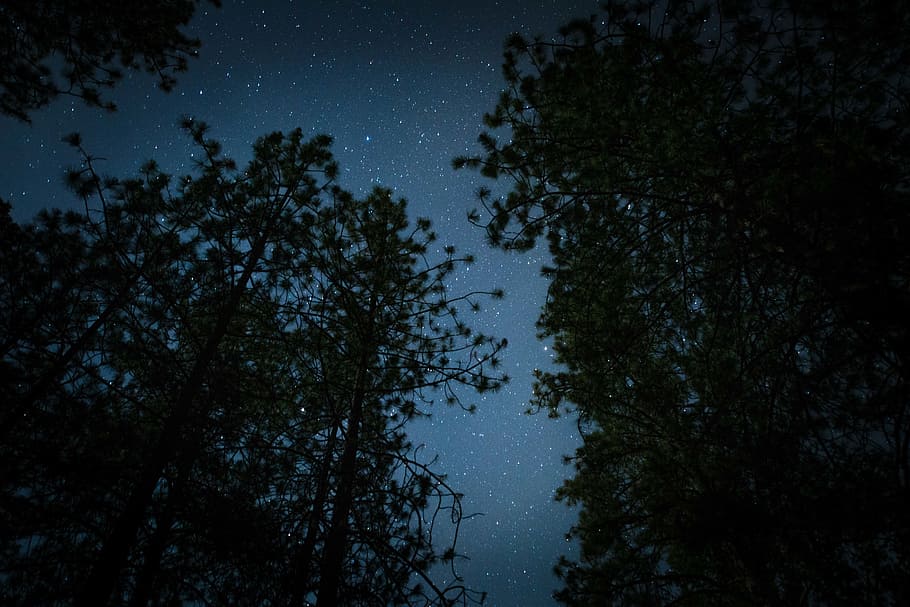 dark, night, stars, trees, stargazing, camping, woods, plant HD wallpaper