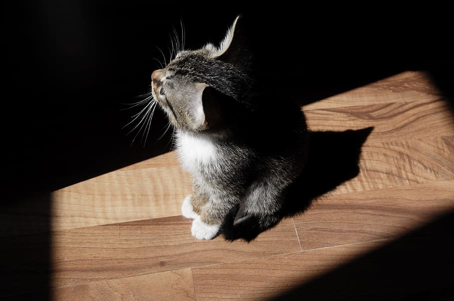 black and brown kitten on brown parquet floor with sunlight, kitten on floor