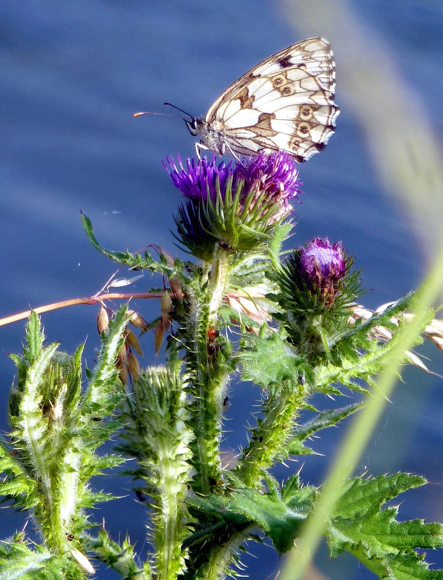 spring, river, water, butterfly, landscape, nature, plants HD wallpaper