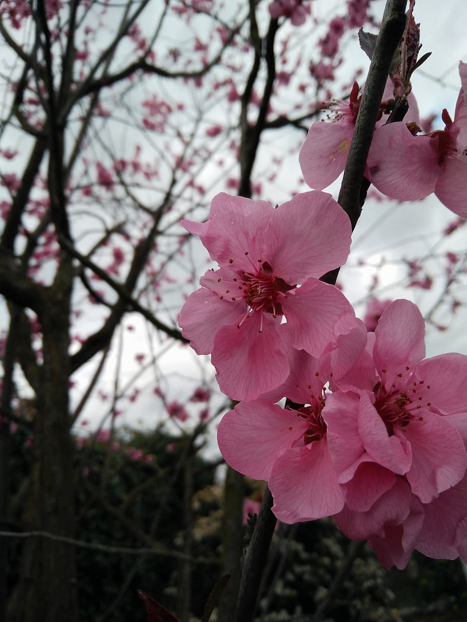 flower, branch, tree, plant, flowering plant, freshness, pink color HD wallpaper