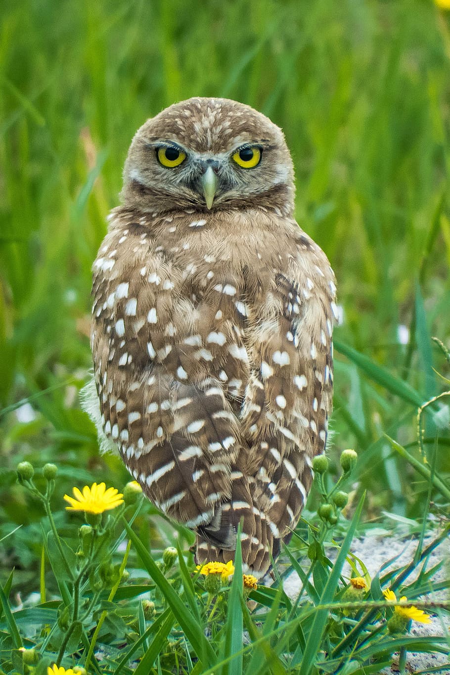 Burrowing owl, brown and white owl perching on plant, feathers HD wallpaper