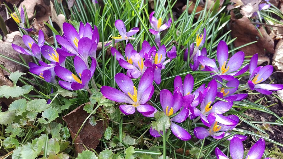 crocus, spring, discount, nature, purple, plant, flower, leaf HD wallpaper