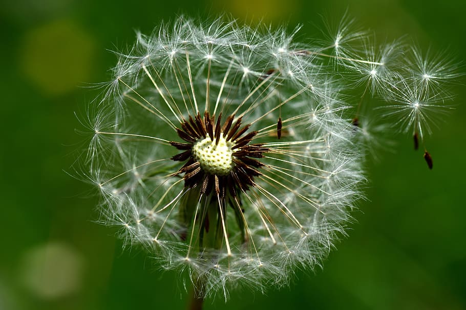 Dandelion, Wind, Nature, Seeds, Plant, spring, flower, close HD wallpaper