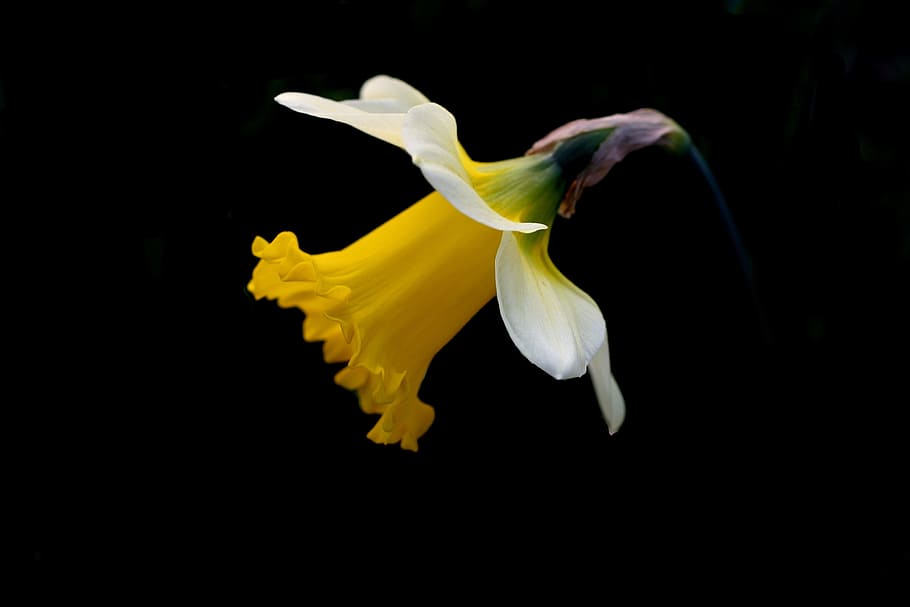 close-up photo of yellow and white daffodil flower, spring HD wallpaper