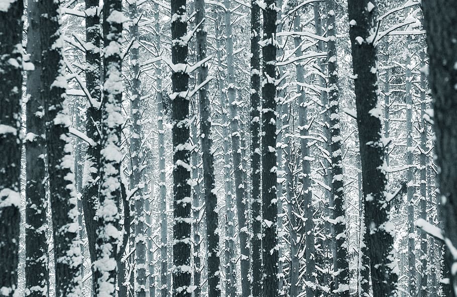 tree trunks, forest, trees, coniferous tree, winter forest HD wallpaper