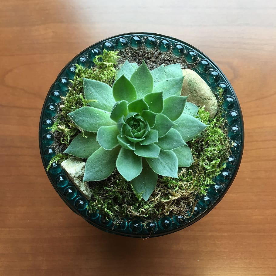 green leaf succulent plant, echeveria ciliata, diffuser, repurpose HD wallpaper