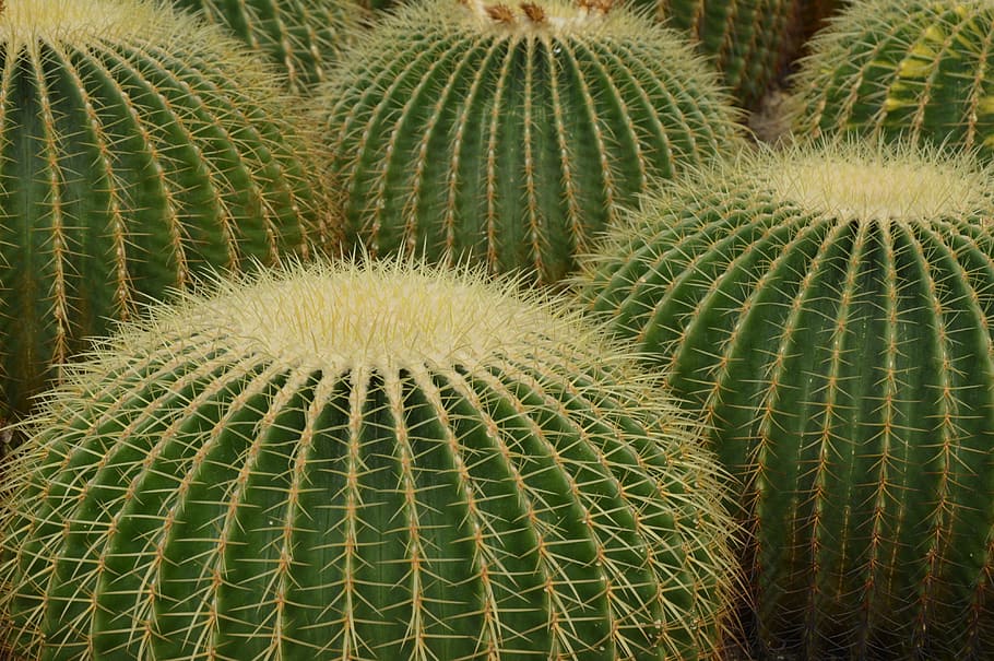 cactus, desert, spines, succulent plant, growth, thorn, barrel cactus HD wallpaper