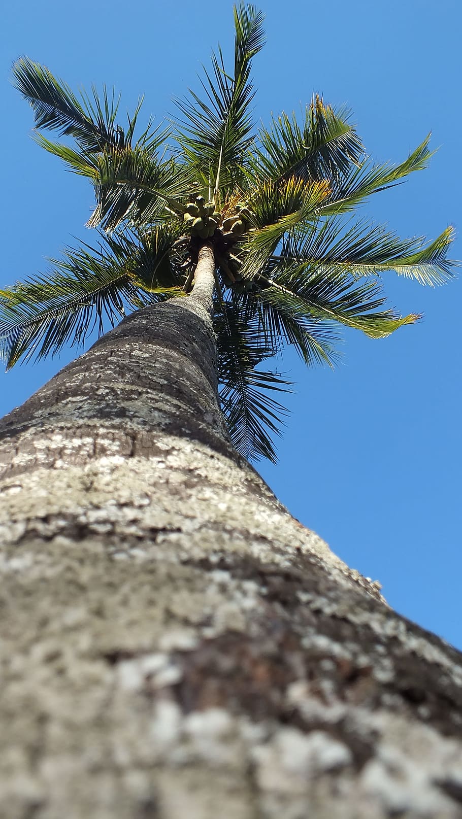 palm tree, majestic, long, high, low angle view, sky, tree trunk HD wallpaper